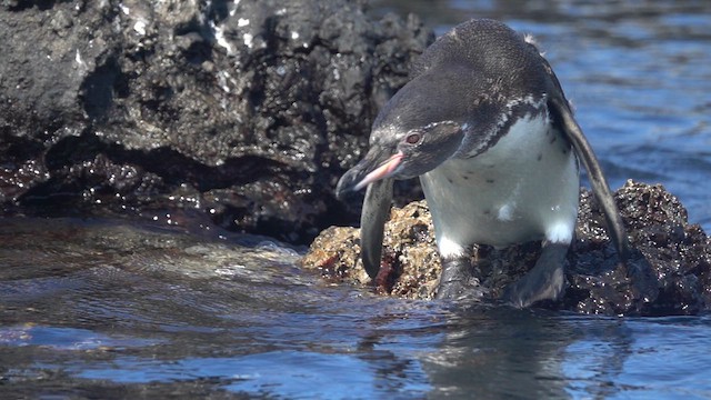 Pingüino de Galápagos - ML620646425