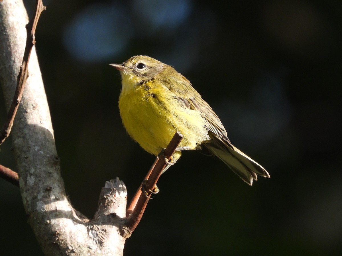 Prairie Warbler - ML620646436