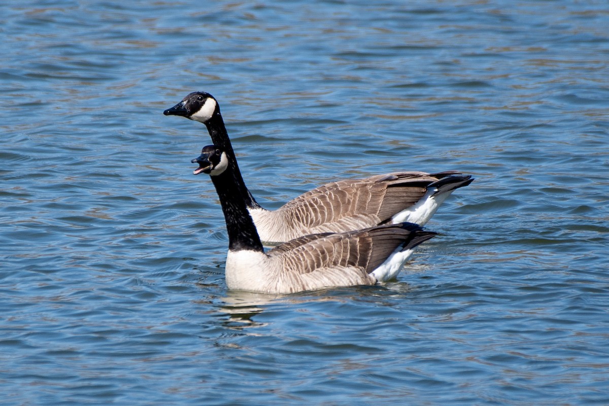 Canada Goose (moffitti/maxima) - ML620646437