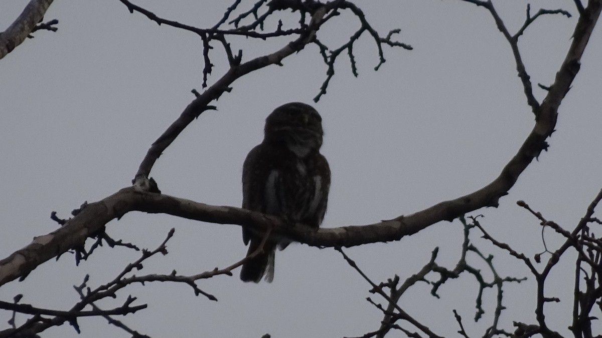 Austral Pygmy-Owl - ML620646438