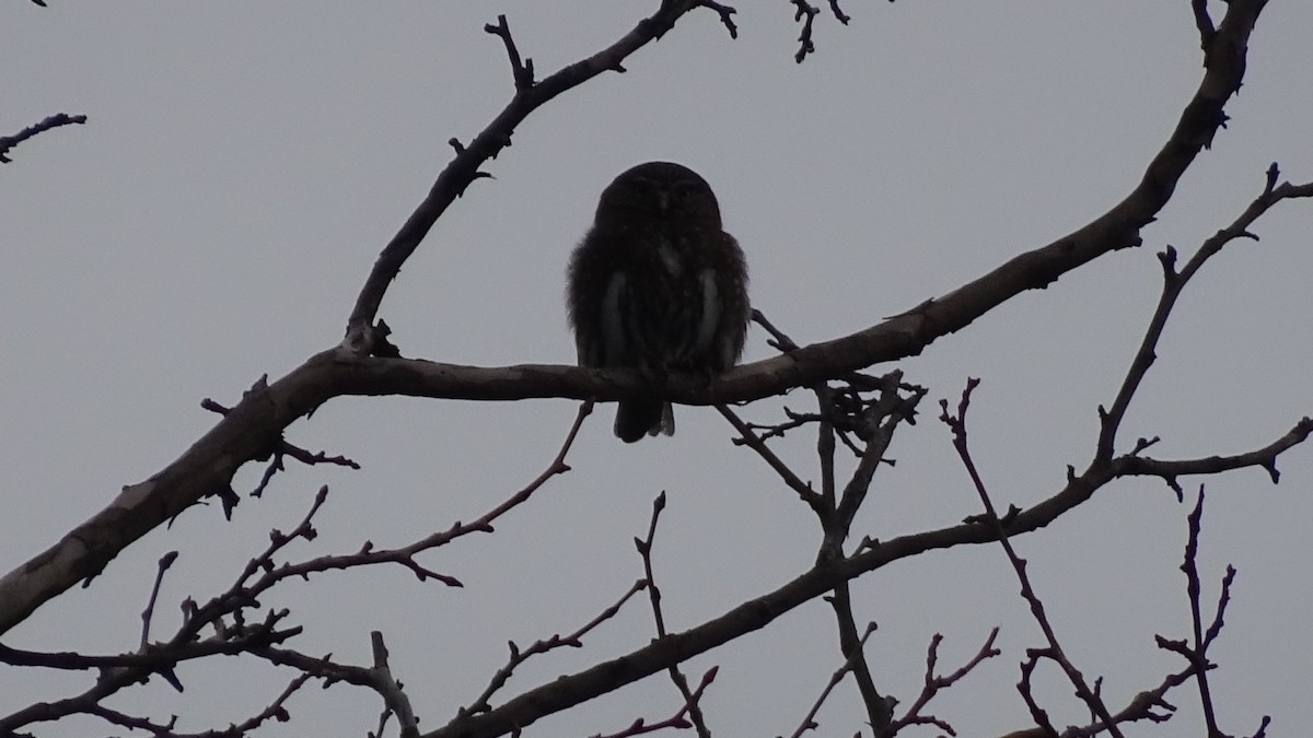 Austral Pygmy-Owl - ML620646439