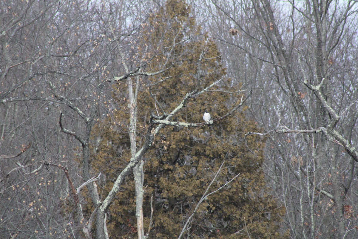 Peregrine Falcon - ML620646441