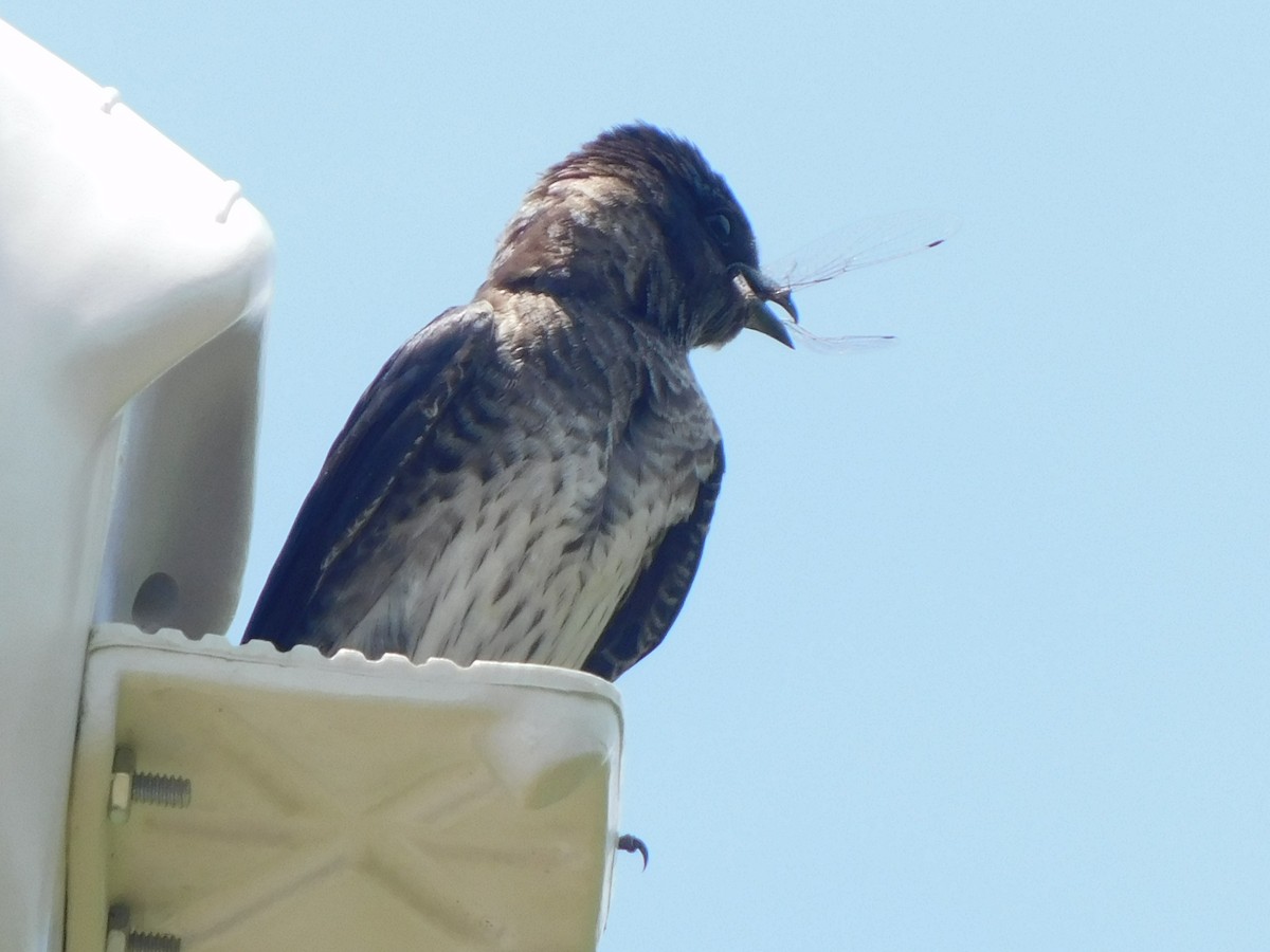 Purple Martin - ML620646445