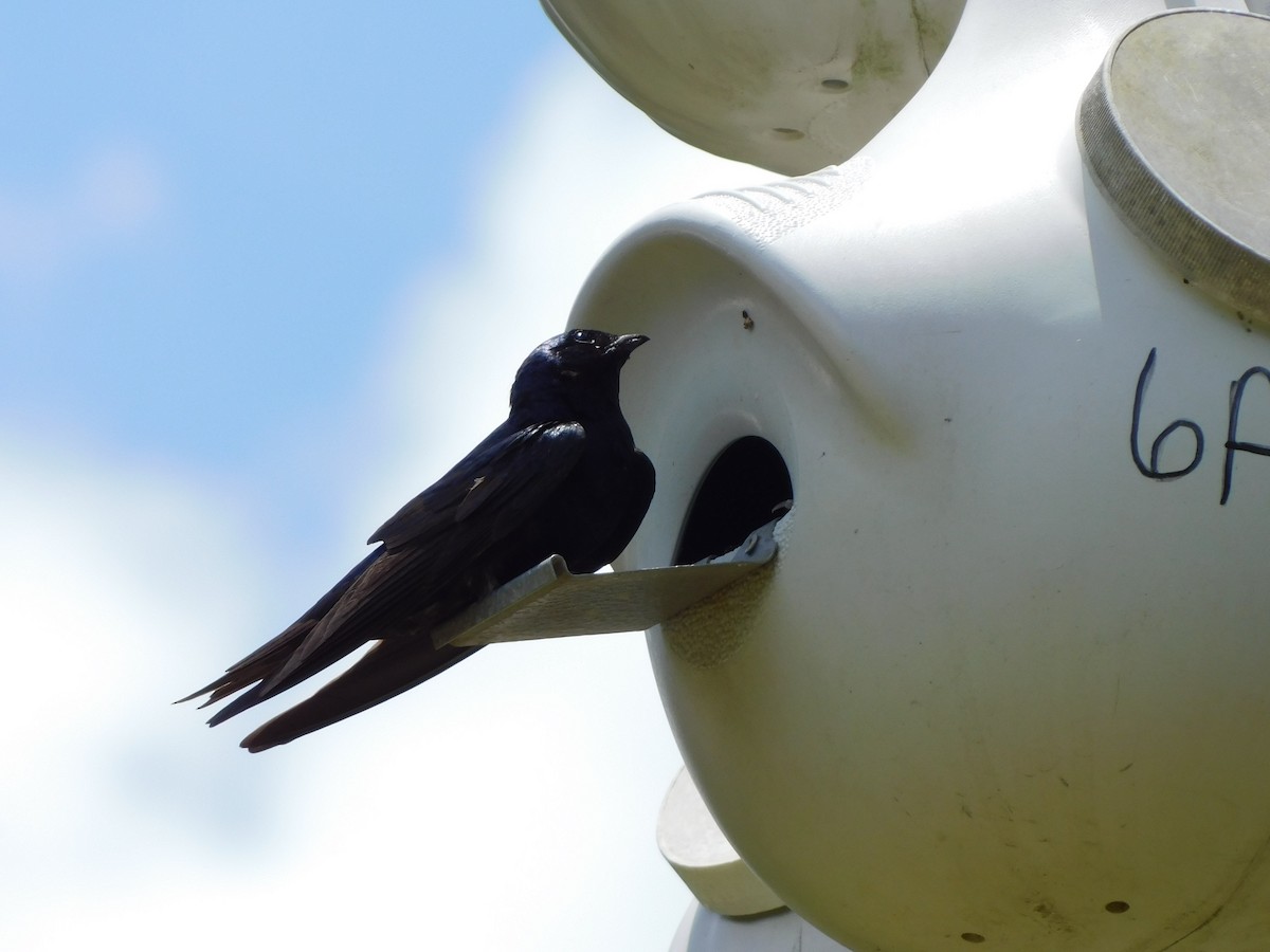 Purple Martin - ML620646446