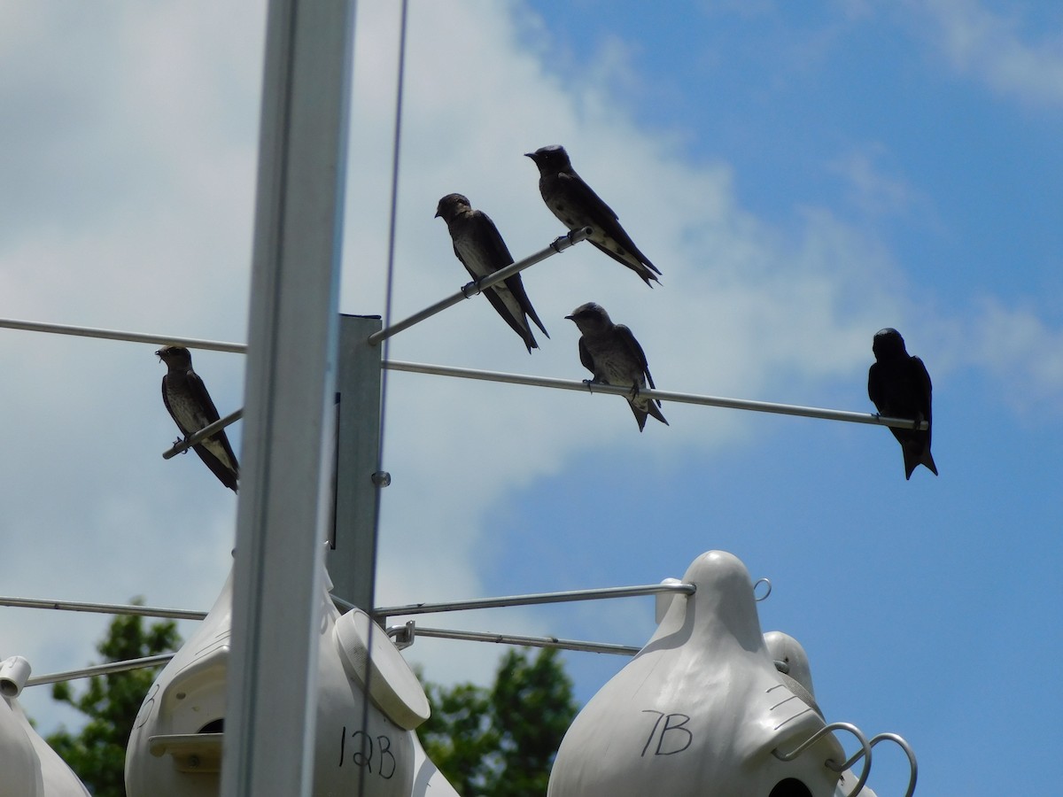 Purple Martin - ML620646448