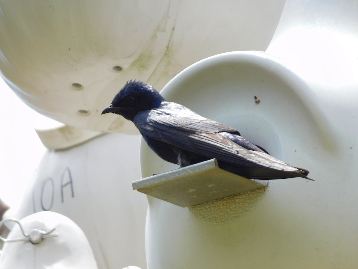 Purple Martin - ML620646449