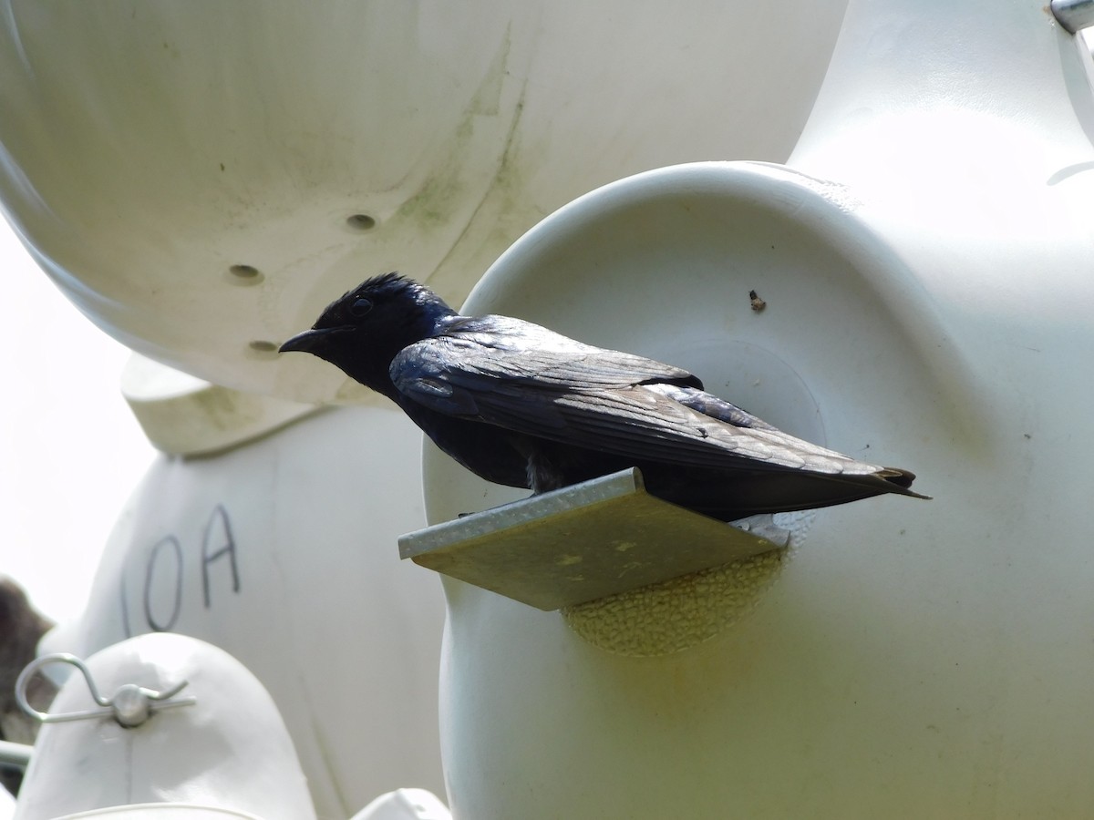 Golondrina Purpúrea - ML620646450