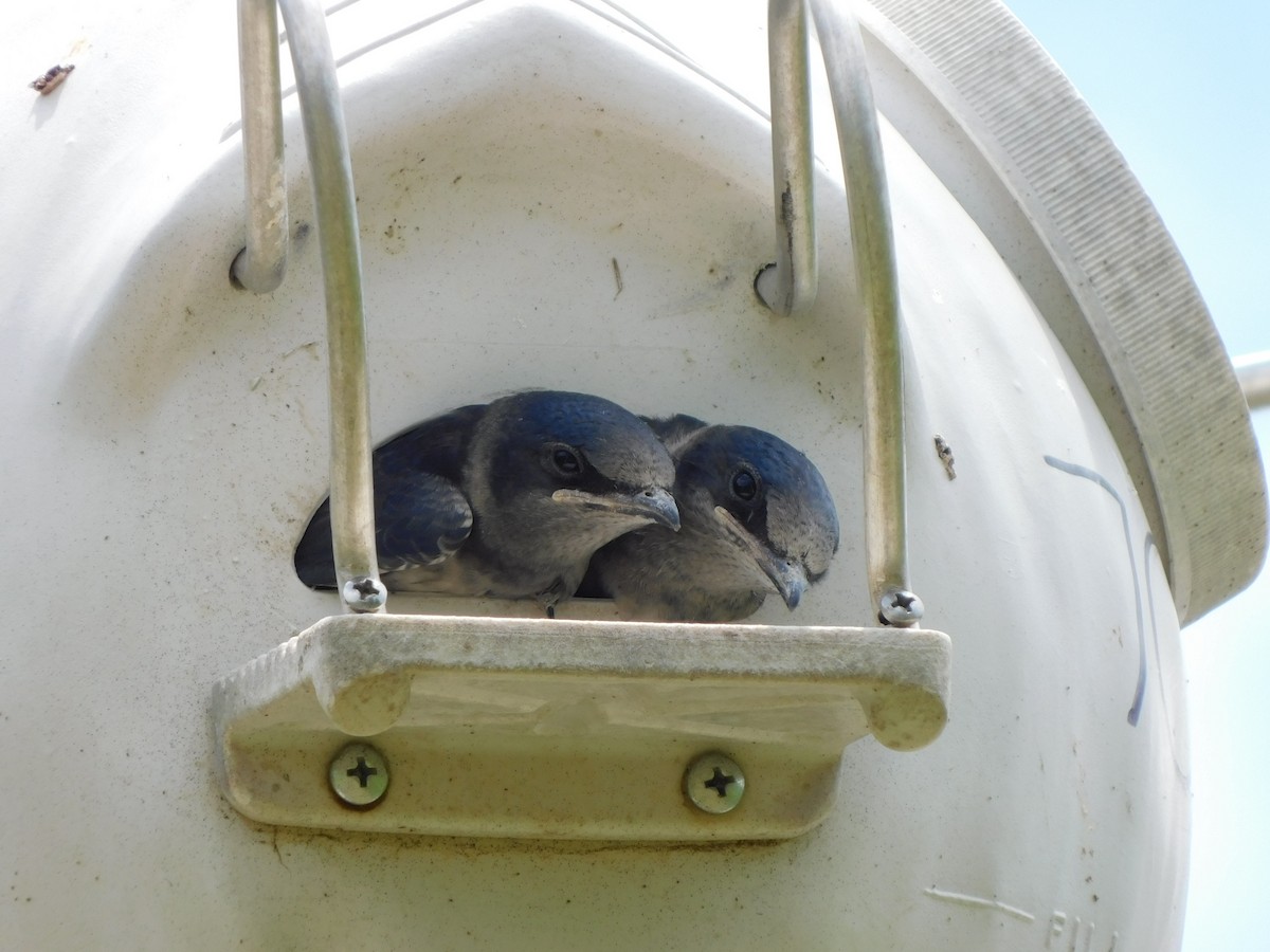 Purple Martin - ML620646451