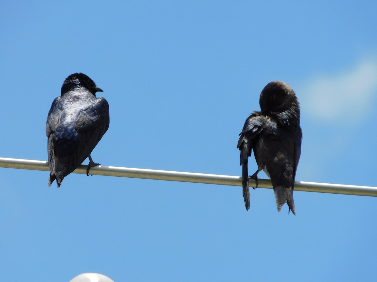 Golondrina Purpúrea - ML620646453