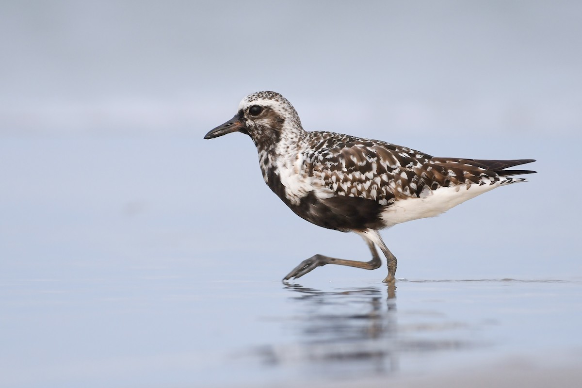 Black-bellied Plover - Mason Currier