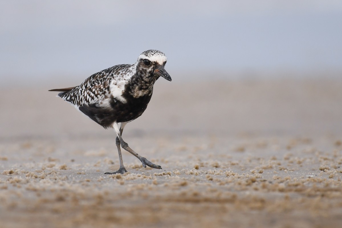 Black-bellied Plover - ML620646458