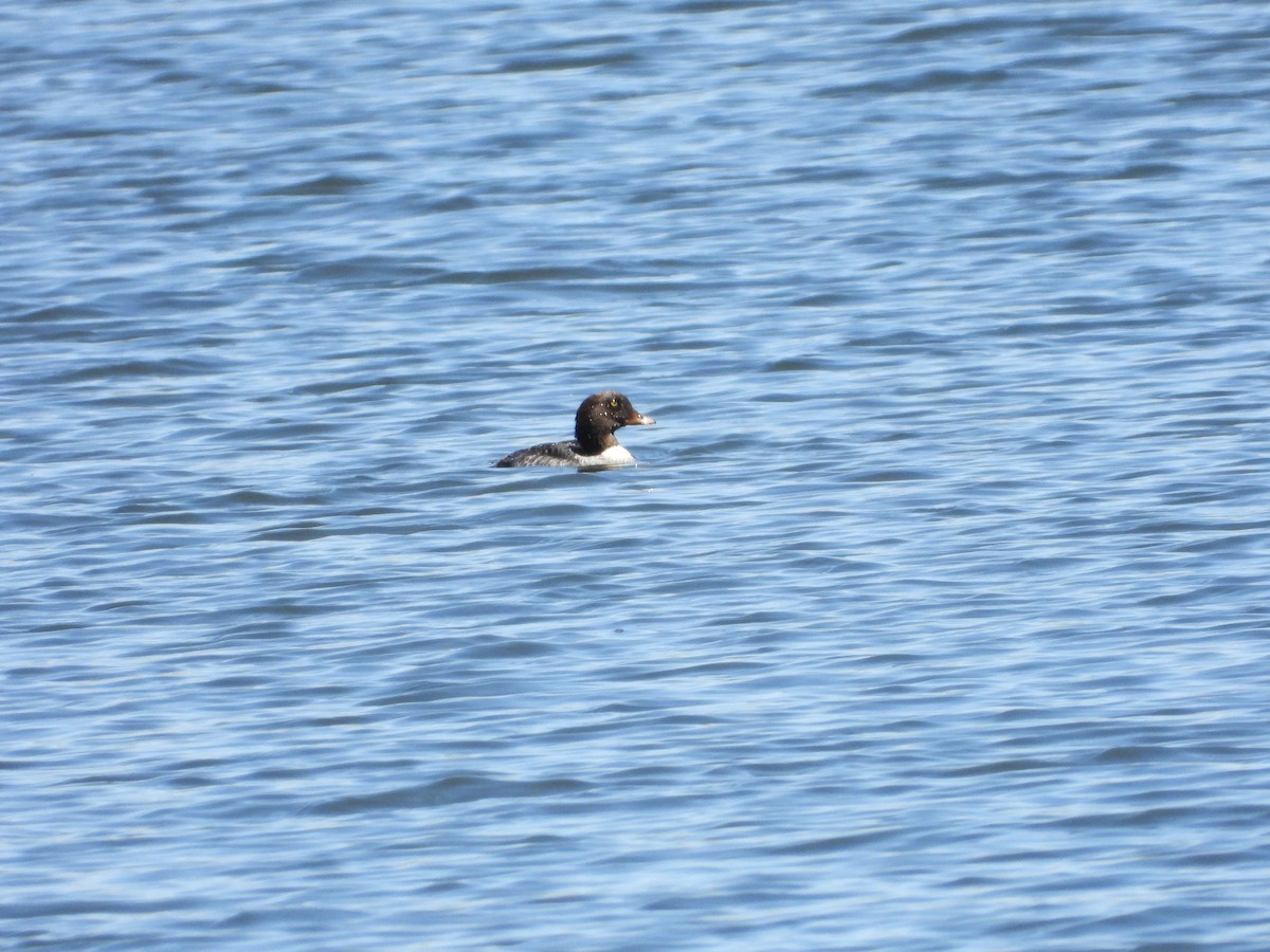 Barrow's Goldeneye - ML620646460