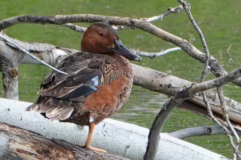 Cinnamon Teal - ML620646462