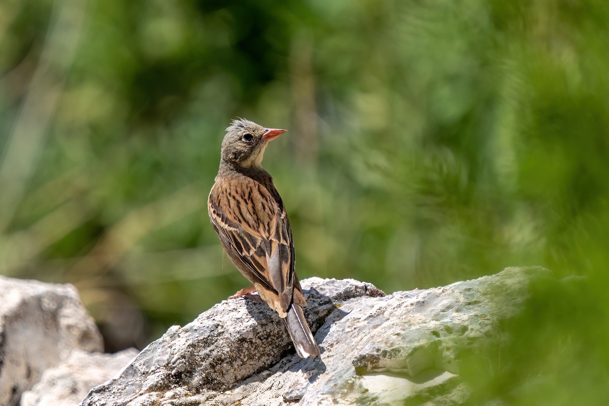 Ortolan Bunting - ML620646466