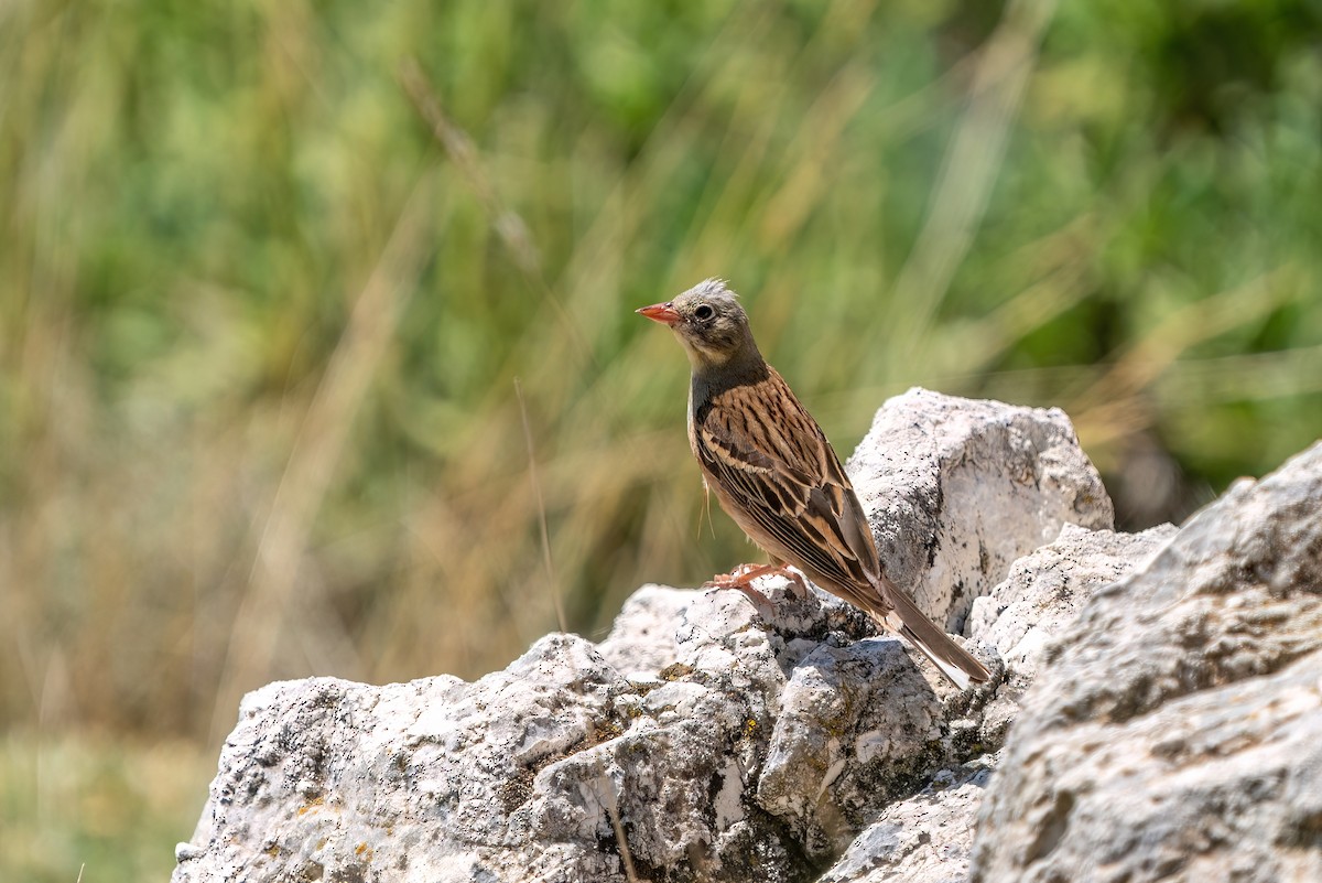 Ortolan Bunting - Ali COBANOGLU