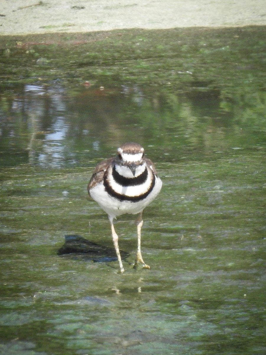 Killdeer - ML620646476