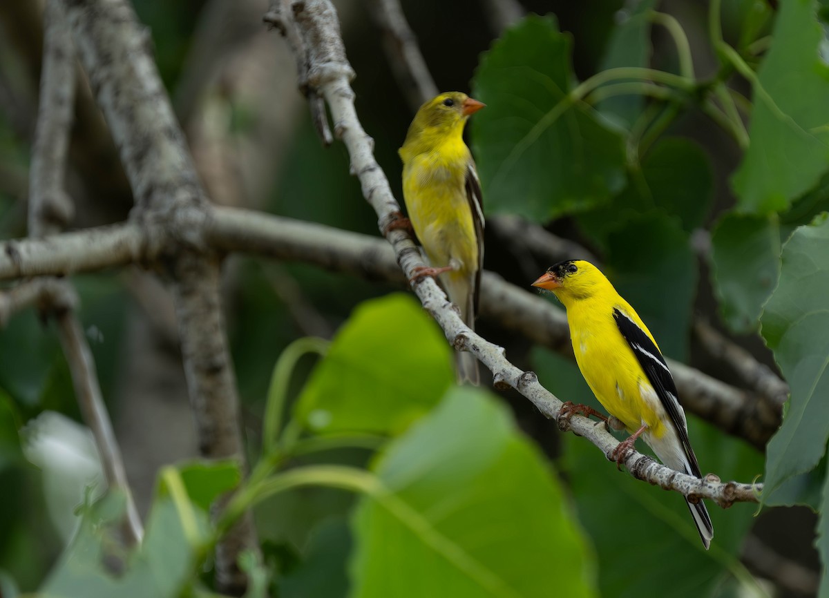 American Goldfinch - ML620646477