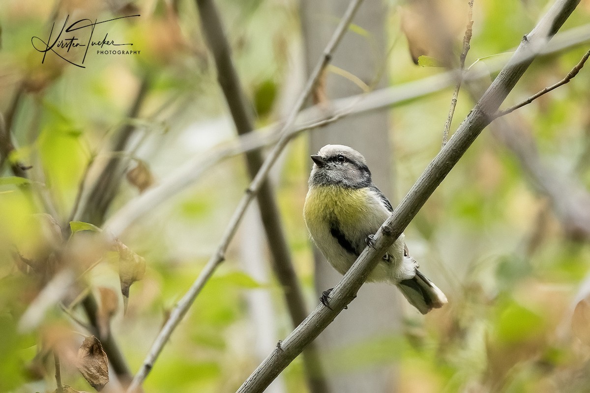 Azure Tit (Yellow-breasted) - ML620646482