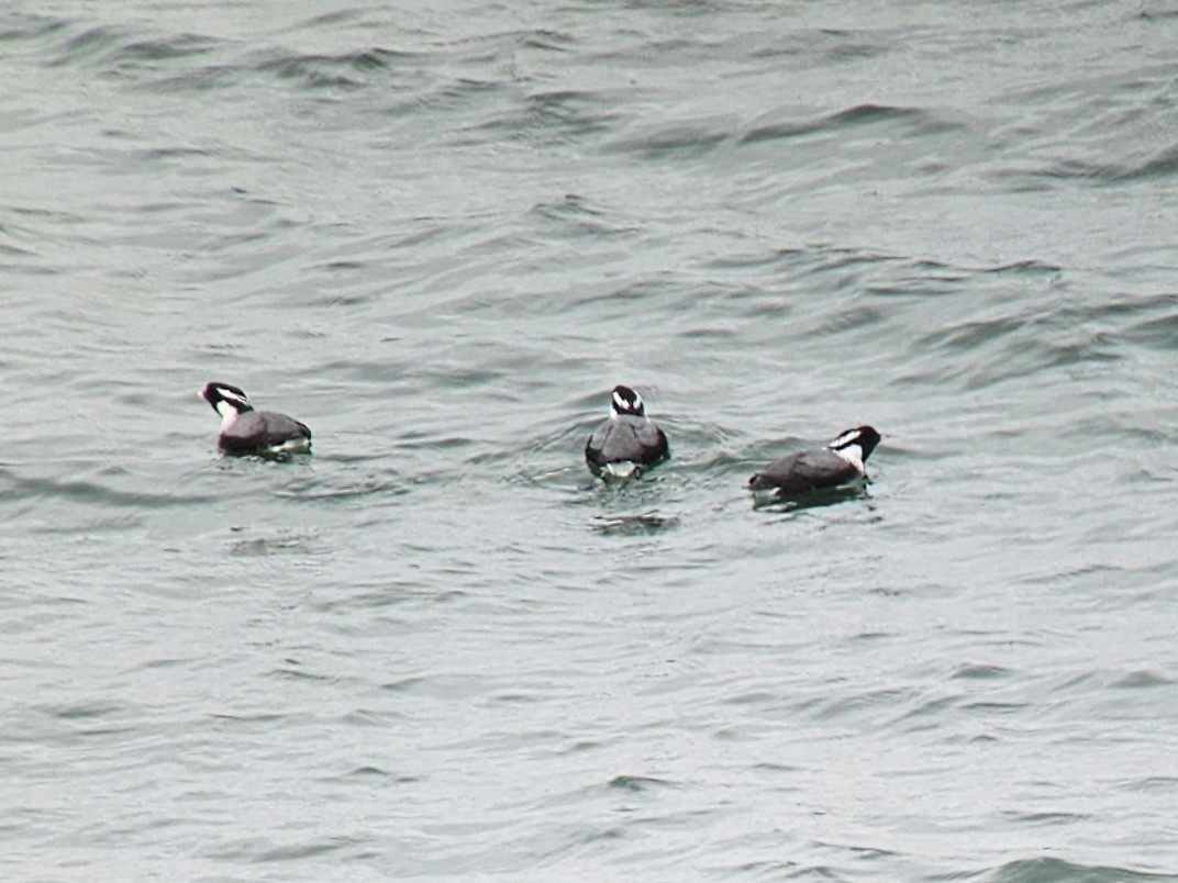 Ancient Murrelet - ML620646486