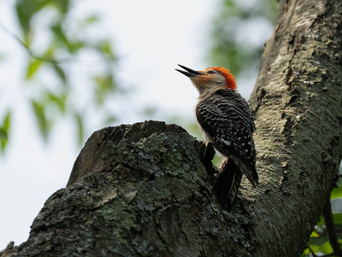 Red-bellied Woodpecker - ML620646487