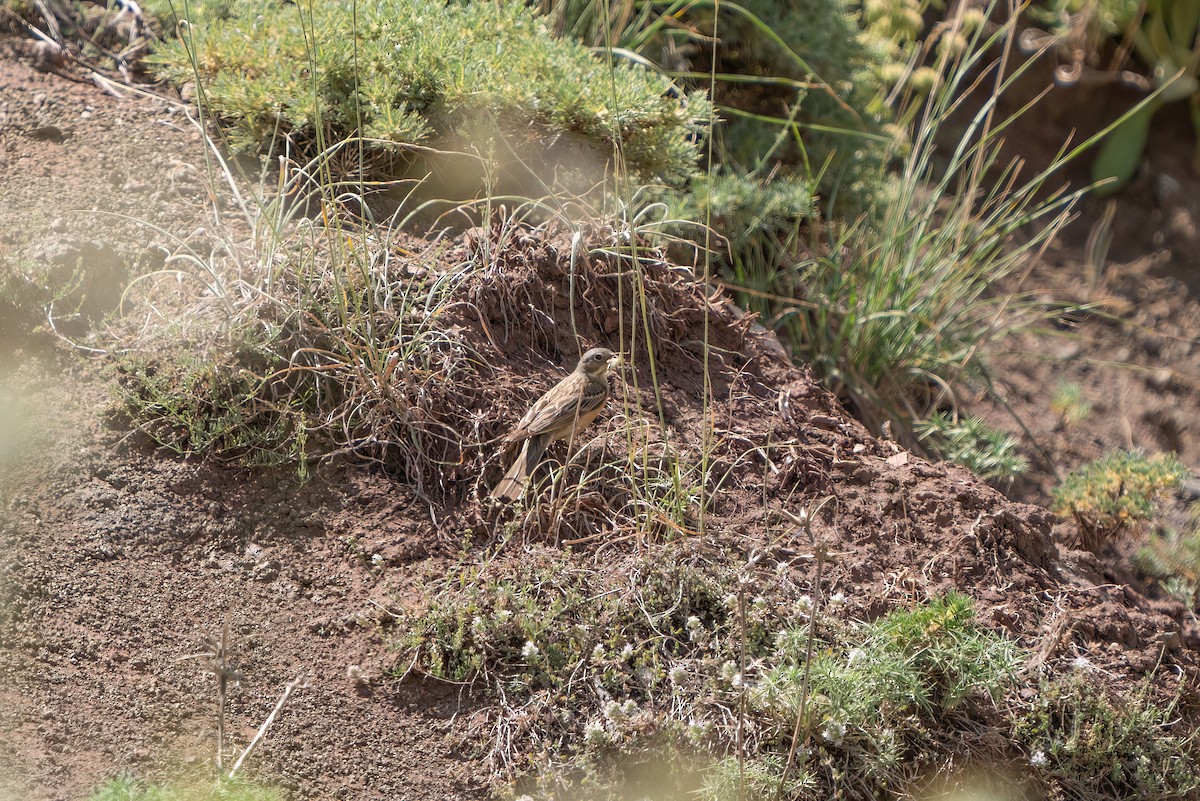 Ortolan Bunting - ML620646489