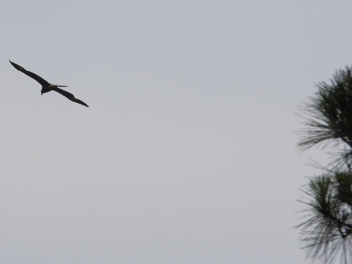 黑鳶(黑耳) - ML620646497