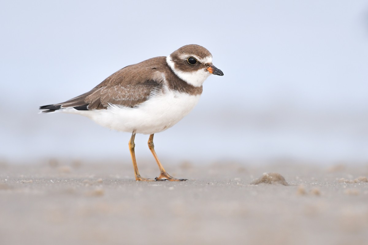 Semipalmated Plover - Mason Currier