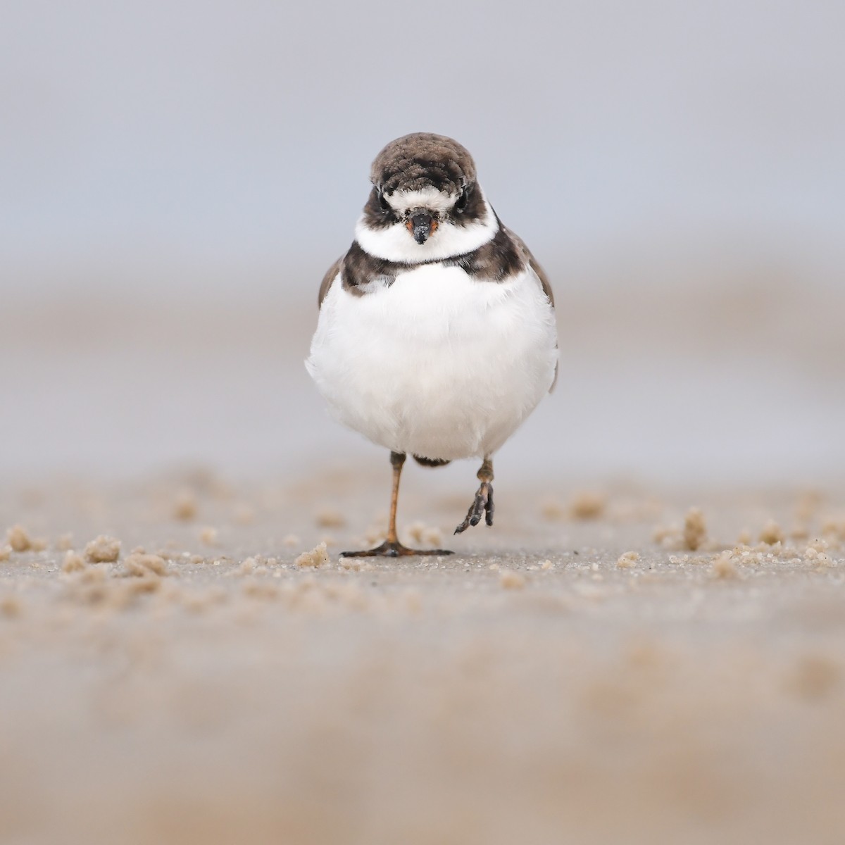 Semipalmated Plover - ML620646501