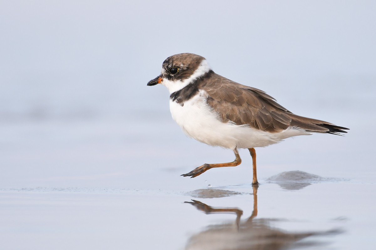 Semipalmated Plover - ML620646502