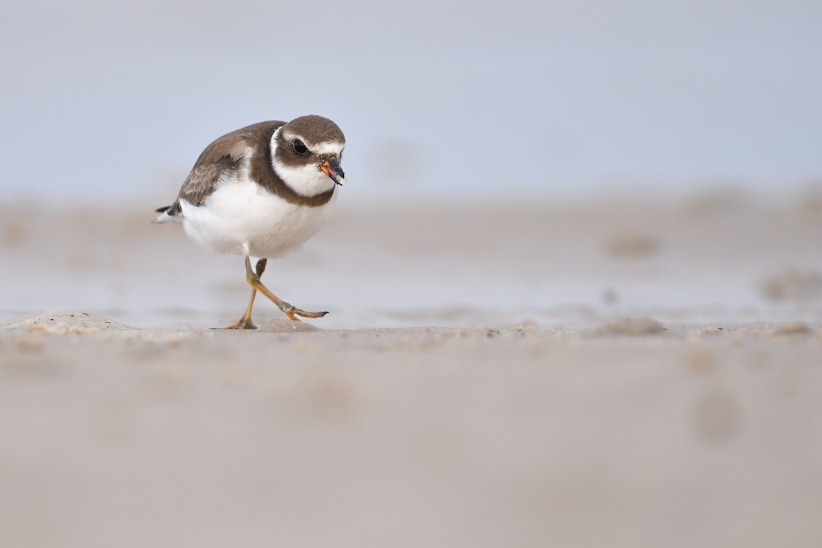Semipalmated Plover - ML620646503
