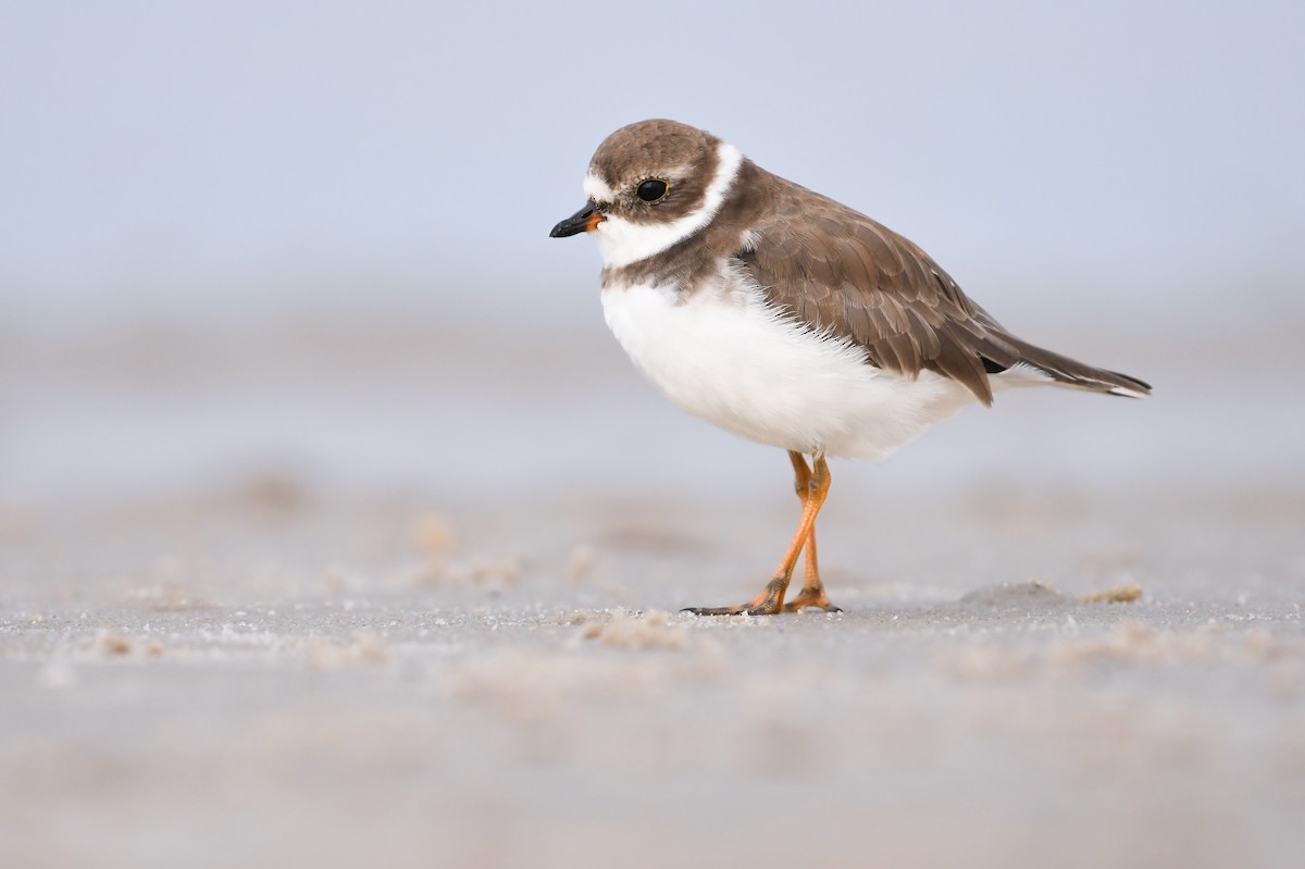 Semipalmated Plover - ML620646504