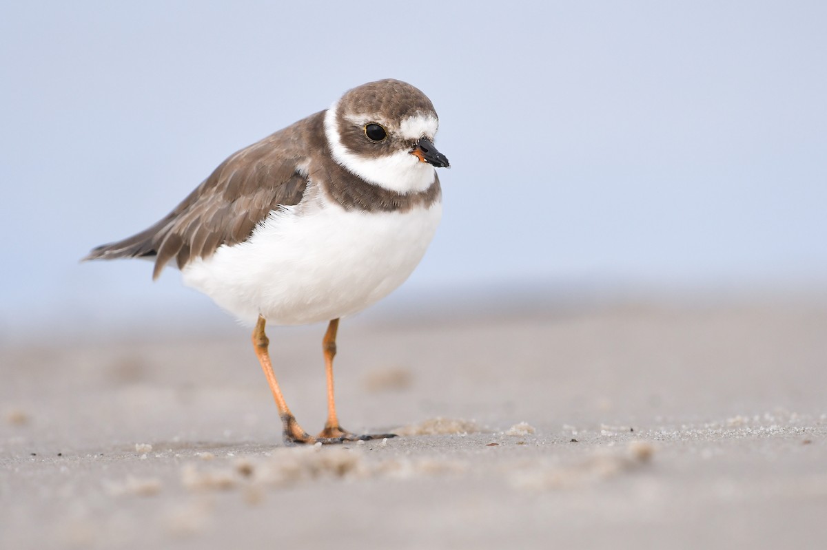 Semipalmated Plover - ML620646507