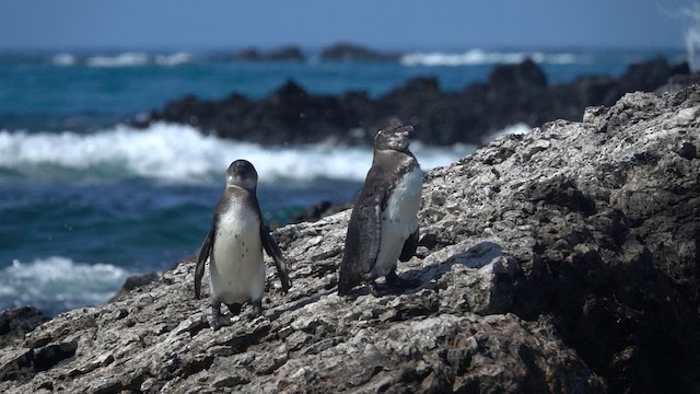 Galapagos Penguin - ML620646508