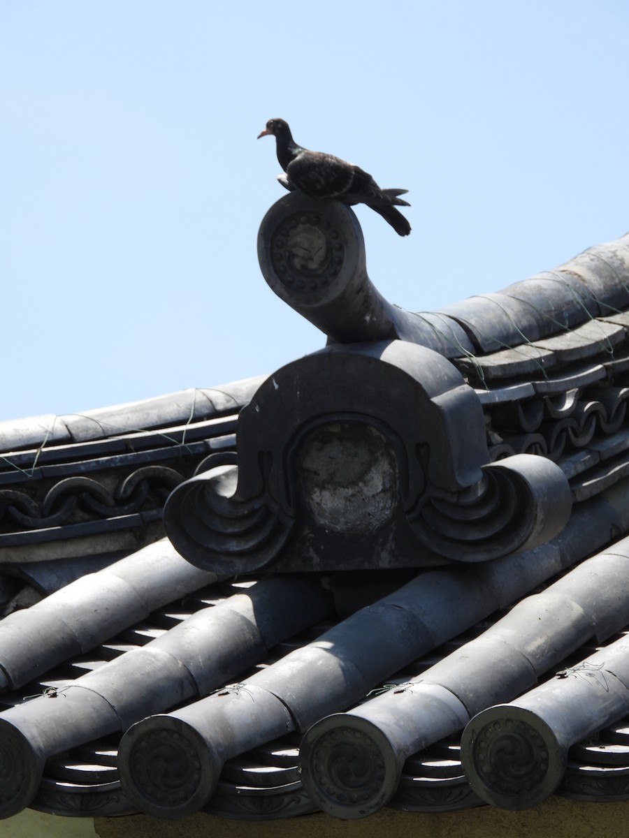 Rock Pigeon (Feral Pigeon) - ML620646511