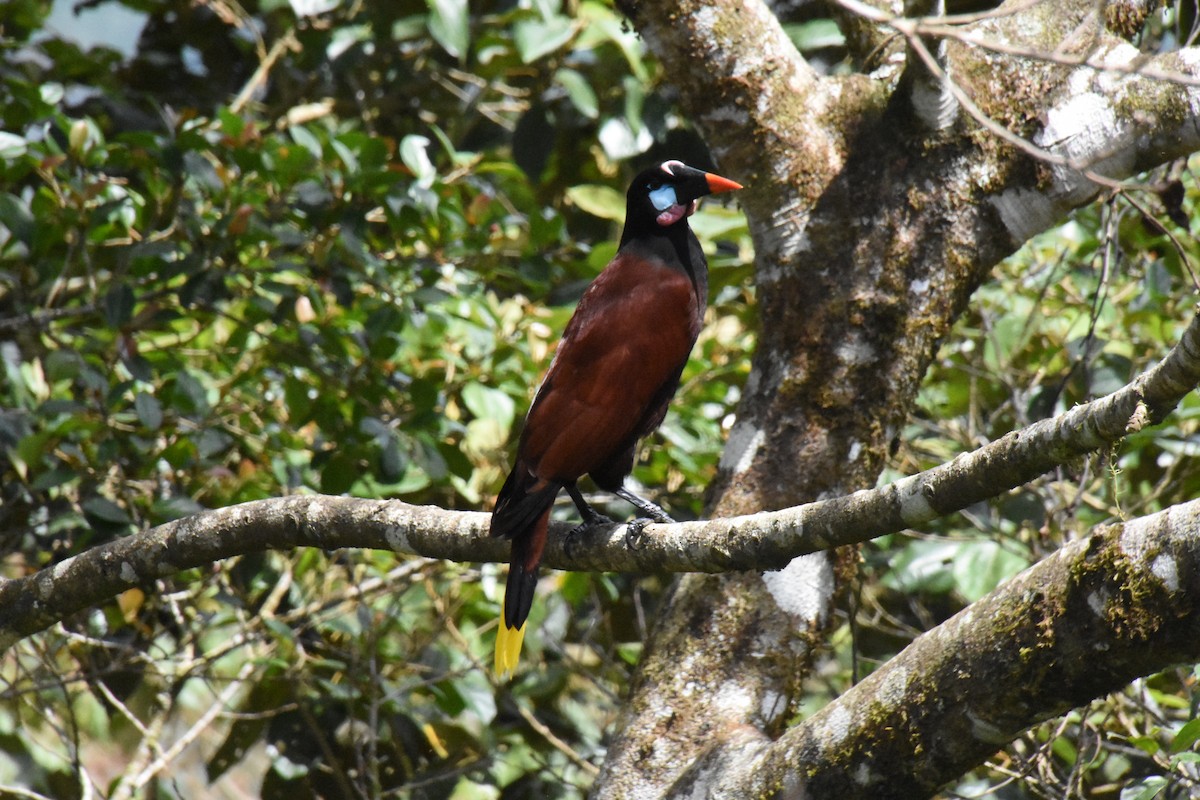 Montezuma Oropendola - ML620646516