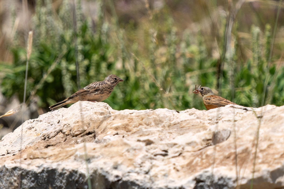 Ortolan Bunting - ML620646517