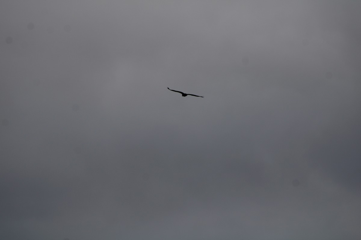 Turkey Vulture - ML620646525