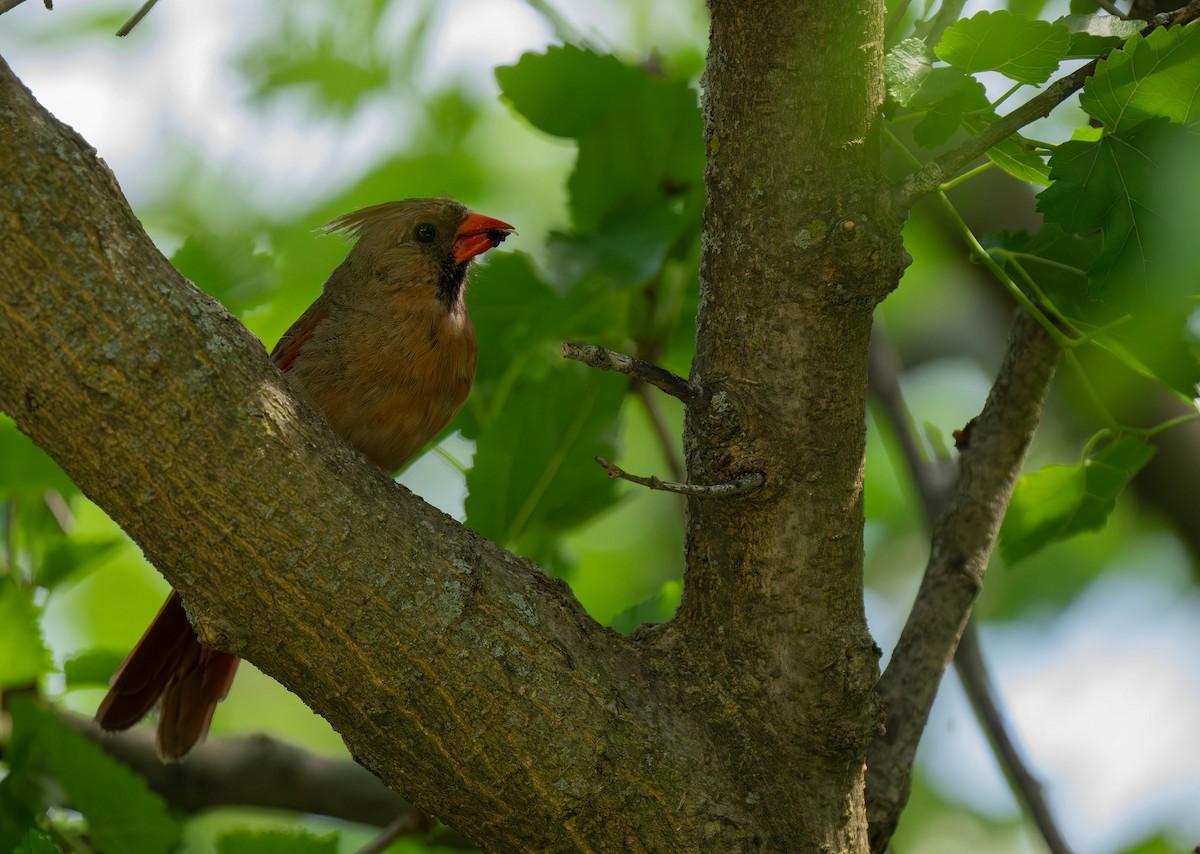 Cardinal rouge - ML620646527