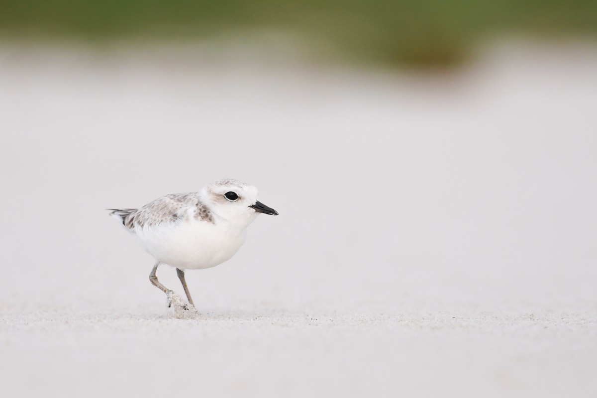 Snowy Plover - ML620646528