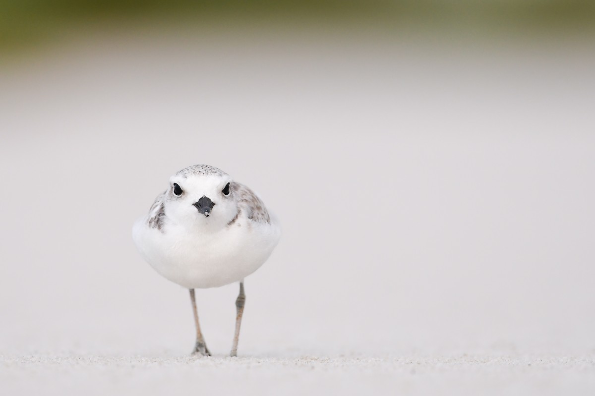 Snowy Plover - ML620646530