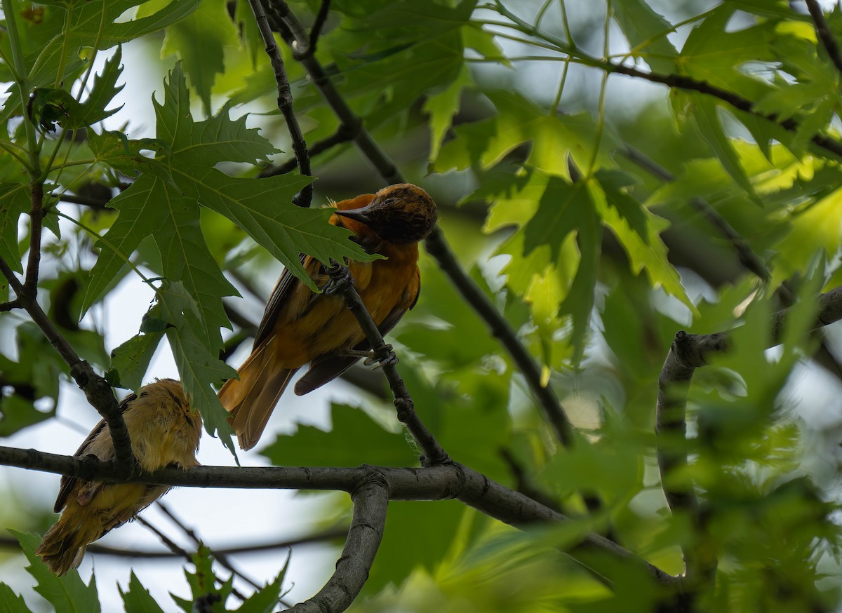 Baltimore Oriole - ML620646534