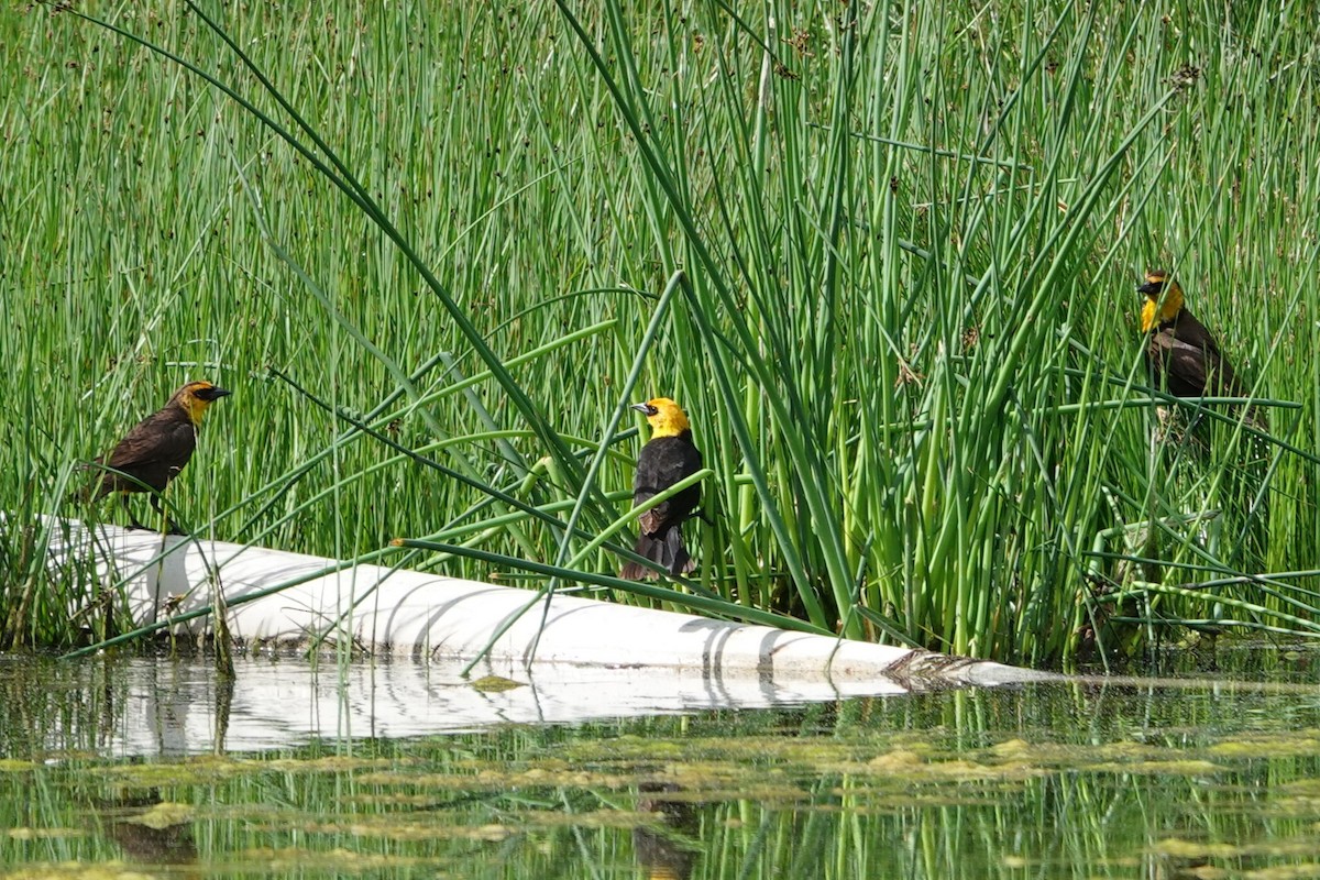 Yellow-headed Blackbird - ML620646535