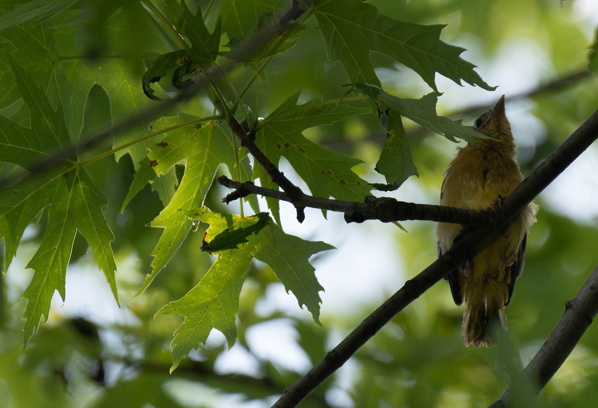 Oriole de Baltimore - ML620646536