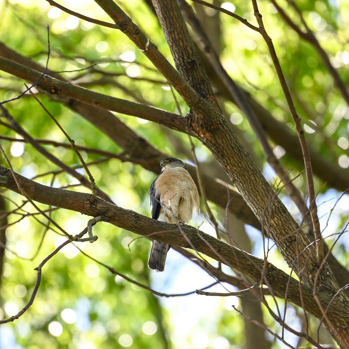 Japanese Sparrowhawk - ML620646537