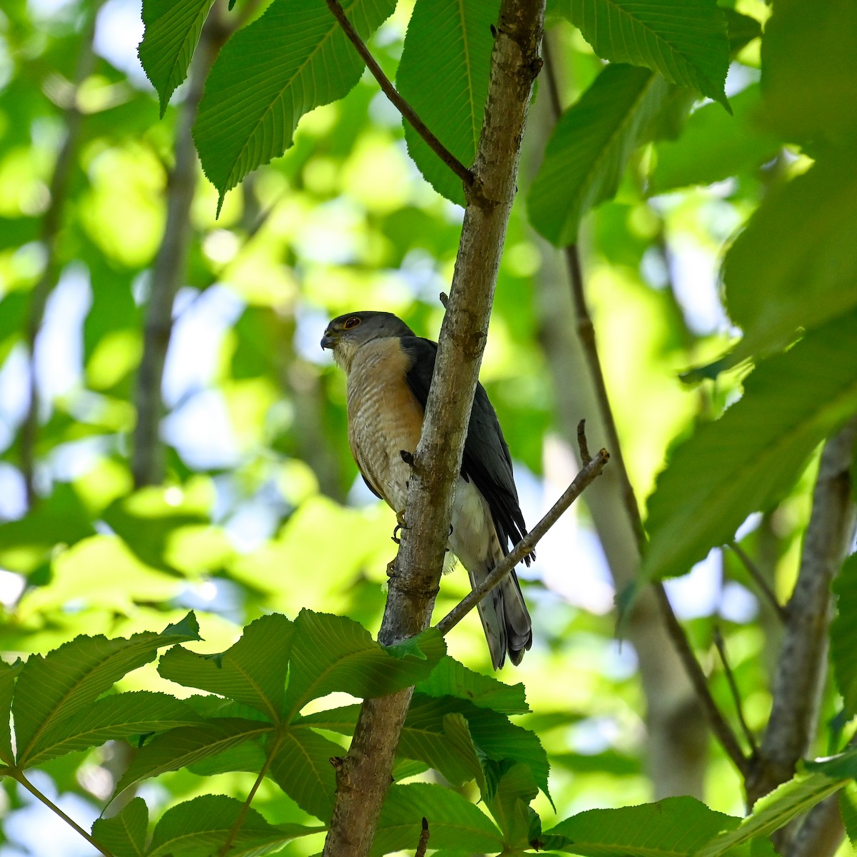 Japanese Sparrowhawk - ML620646538