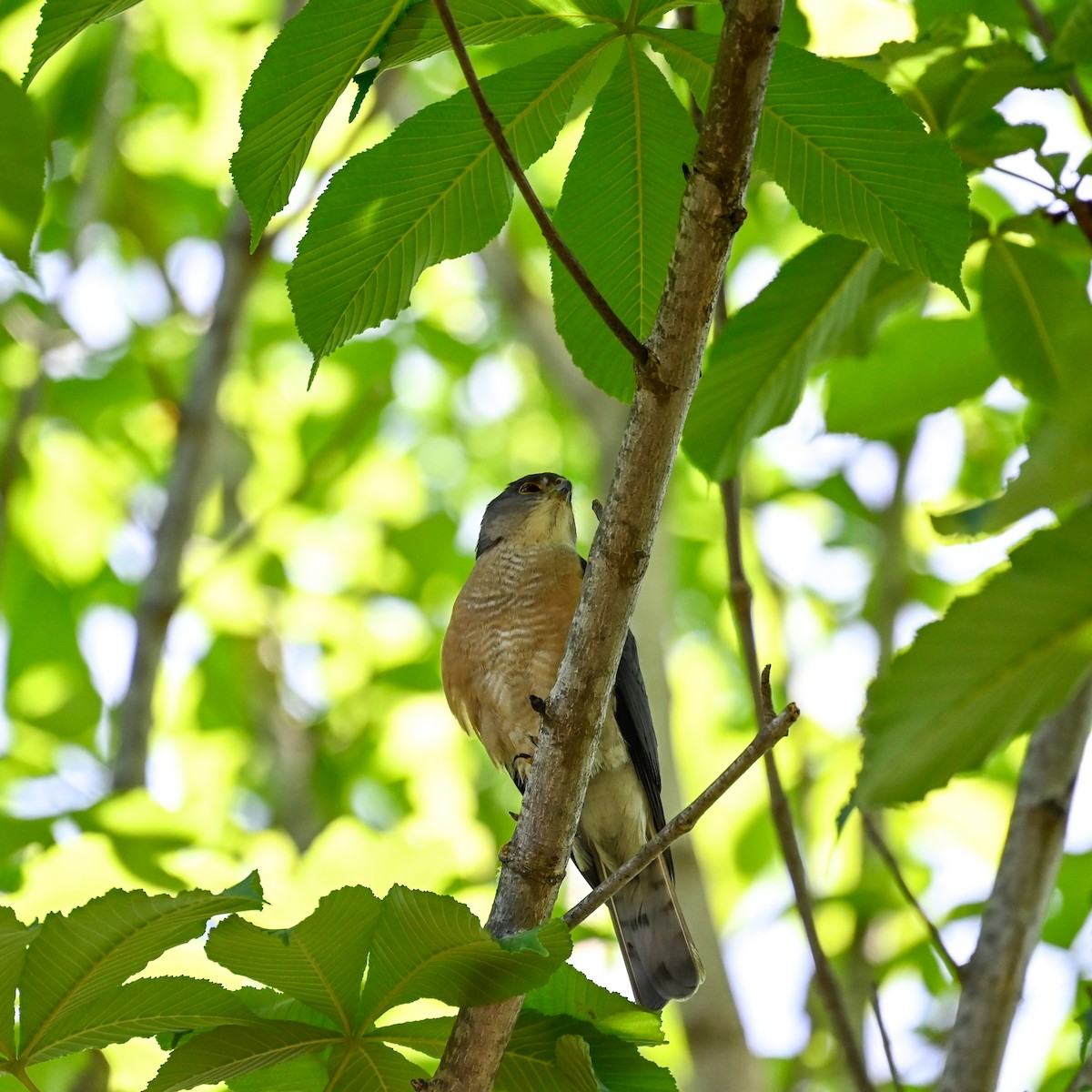 Japanese Sparrowhawk - ML620646539