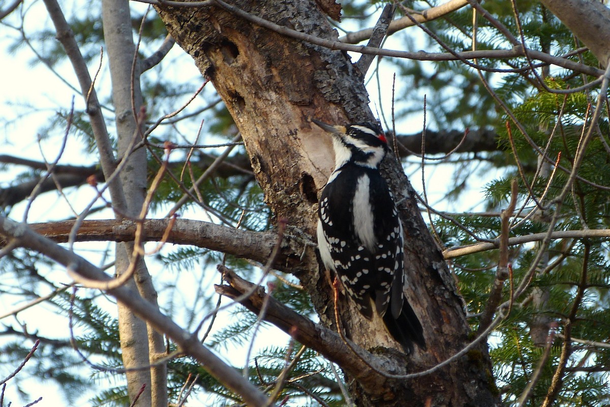 Hairy Woodpecker - ML620646541