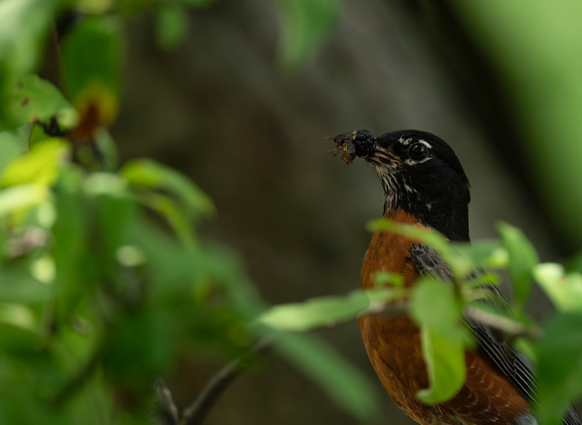 American Robin - ML620646542