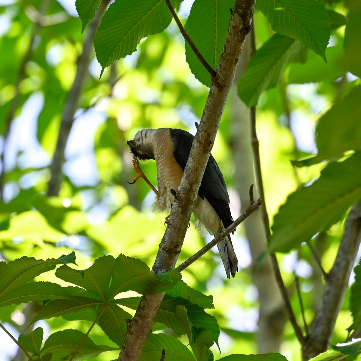 Japanese Sparrowhawk - ML620646547