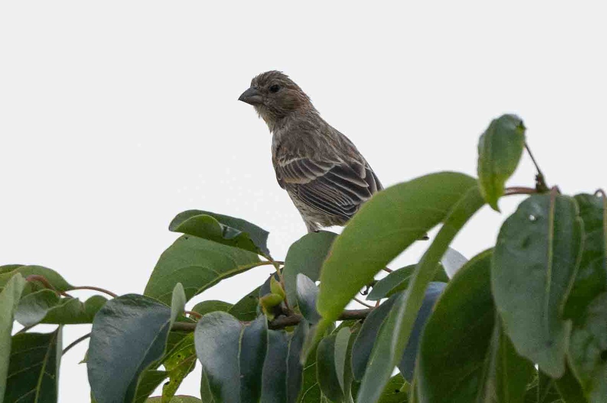 House Finch - ML620646548